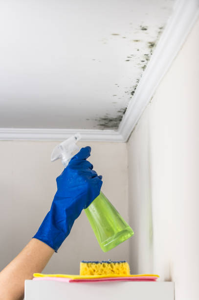 Best Emergency Mold Removal  in High Point, NC